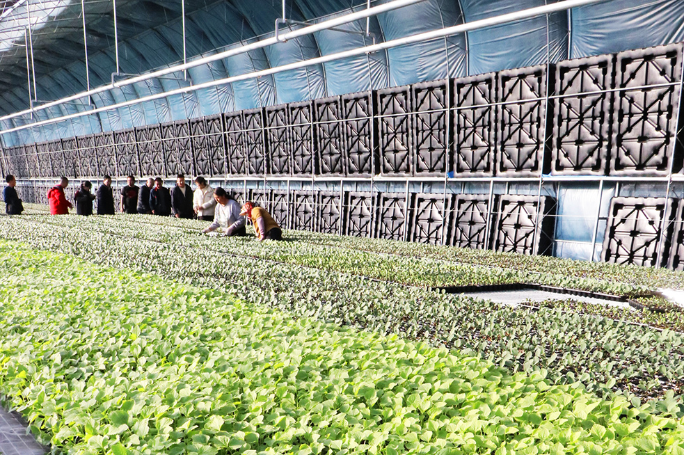 2024年會938圖日光溫室切33.jpg 2024年會938圖日光溫室切33.jpg